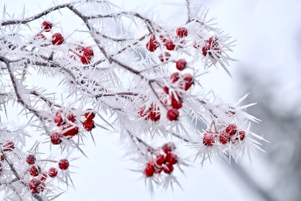 Frosty red berries in winter. 