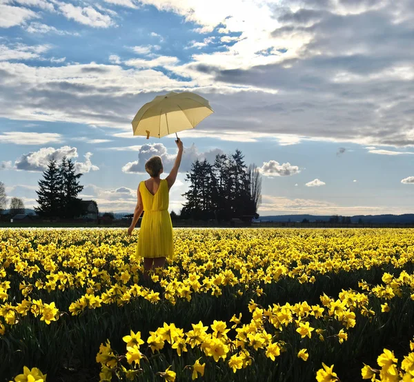 Frau im Narzissenfeld mit gelbem Regenschirm. — Stockfoto