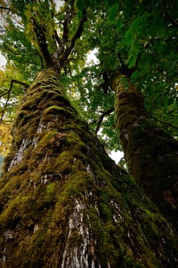 Geniş yapraklı akçaağaç ağaç Pasifik yağmur ormanlarında. 
