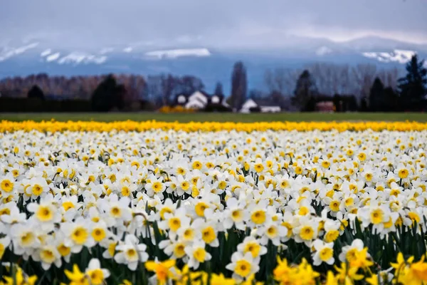 Weiße Narzissenfelder und schneebedeckte Berge im Hintergrund — Stockfoto