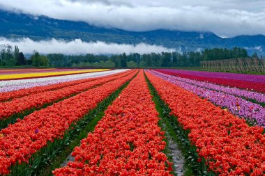Tulip festival in Chilliwack. Tulips of the Valley.  clipart