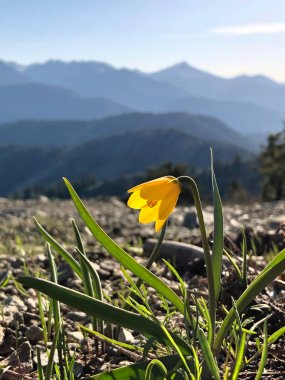Vahşi lily Yellowbells veya bahar Colorado dağlarında sarı Fritillary. Sarı çiçekler Colorado. Aspen yakınındaki bağımsızlık geçişte buldum. Co Amerika Birleşik Devletleri.