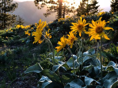 Arnica veya Arrowleaf Balsamroot gün batımında alpine meadows çiçeklenir. North Cascades dağlarda Ocanogan Ulusal Ormanı. Winthrop. Washington. Amerika Birleşik Devletleri.
