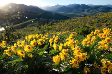 Arnica veya Balsamroot güzel çayırlar çiçeklenir. Seattle. Washington. Amerika Birleşik Devletleri.