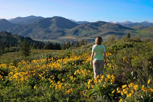 Summer travel in Washington State. Woman standing among sunflowers relaxing and enjoying beautiful views. Seattle. Washington State. United States of America.