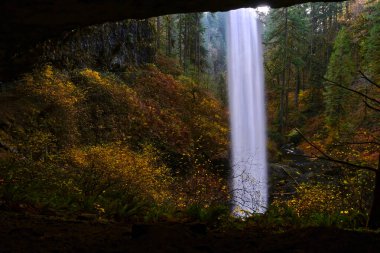 Oregon 'daki Salem yakınlarındaki Silver Falls Eyalet Parkı' nda güzel bir sonbahar manzarası. Kuzeybatı Pasifik 'te bir şelale yürüyüş yolunun arkasında. Oregon mu? Amerika Birleşik Devletleri 