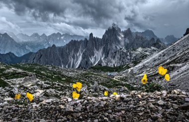 Sarı haşhaş ve dağ manzaralı kayalar ve dağ kulübesi. Tre Cime üzerinde dramatik fırtınalı bir gökyüzü. Dolomitler. Güney Tyrol. İtalya.