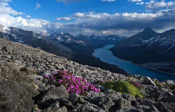 Alpine Ροζ Αγριολούλουδα Βραχώδη Κορυφή Βουνού Θέα Μπλε Λίμνη Και — Φωτογραφία Αρχείου