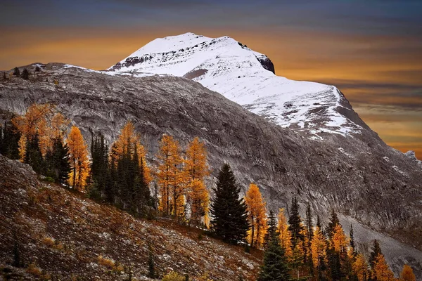 Mélèzes Dorés Sur Pente Montagne Avec Pic Enneigé Ciel Couchant — Photo