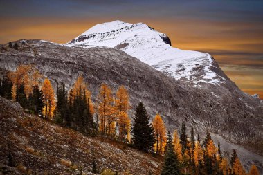 Dağ yamacındaki altın tarla ağaçları karla kaplı tepe ve arka planda renkli günbatımı gökyüzü. Kanada Kayalıkları 'nda Burstall geçidi. Kananaski 'ler. Alberta. Kanada.
