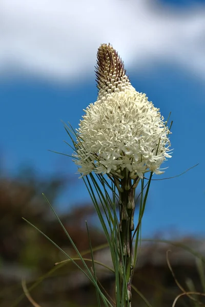 Beargrass blooms in Cascade Mountains in summer. Native North American plant.  Pacific Norhtwest. Oregon State. United States of America