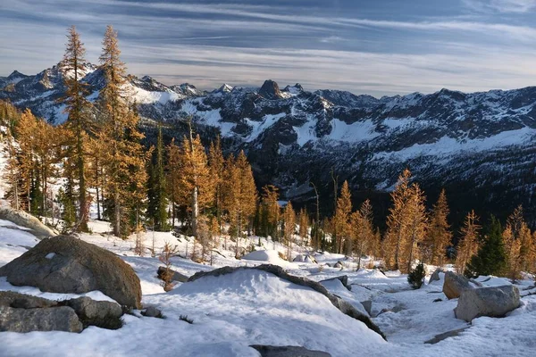 Larches Dorées Dans Montagne Des Cascades Nord Automne Col Montagneux — Photo