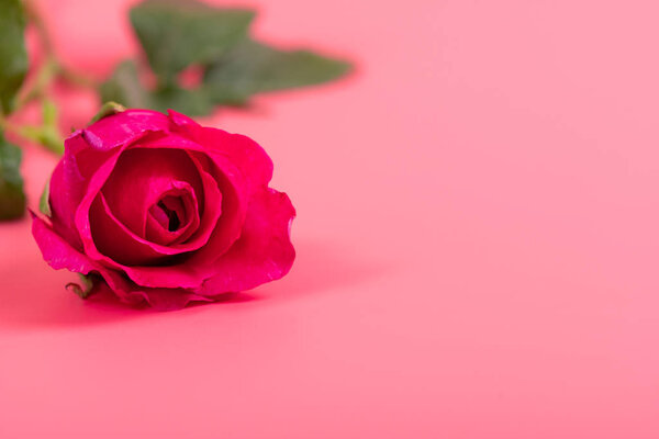 Pink rose flower on pink background
