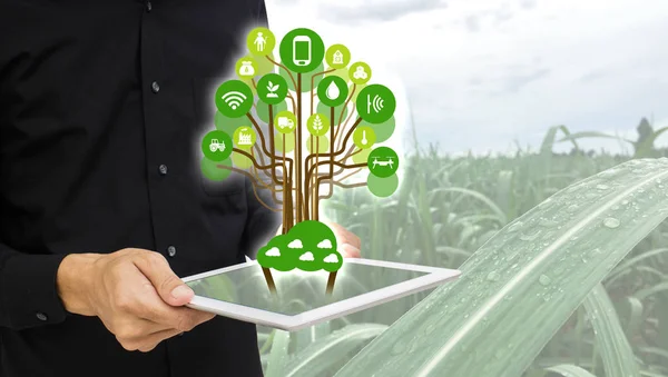 Internet das coisas (conceito de agricultura) .Ícone da agricultura inteligente, o homem segurar o tablet com conceito de fazenda inteligente no fundo do campo de cana-de-açúcar — Fotografia de Stock