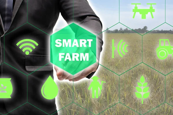 Iot, Internet das coisas (conceito de agricultura), agricultura inteligente, indust — Fotografia de Stock