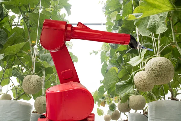 Conceito de tecnologia agritech, uso de robôs em agricultura inteligente ou agricultura com o objetivo de melhorar o rendimento, eficiência e rentabilidade. Pode ser produtos, serviços ou melhorar vários processos de entrada / saída . — Fotografia de Stock