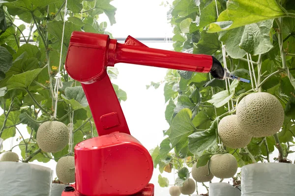 Agritech teknoloji kavramı, robot veya kullanmak üzere akıllı tarım tarım için verim, verim ve profitability.it iyileştirmek amacıyla ürün, hizmet olabilir veya çeşitli giriş/çıkış işlemleri geliştirmek.