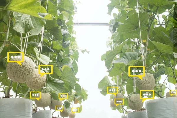 Os dados de bate-papo de bolhas detectam por tecnologia futurista na agricultura inteligente com inteligência artificial para melhorar o rendimento, eficiência e lucratividade na agricultura os dados de bate-papo de bolhas detectados por tecnologia futurista na agricultura inteligente com — Fotografia de Stock