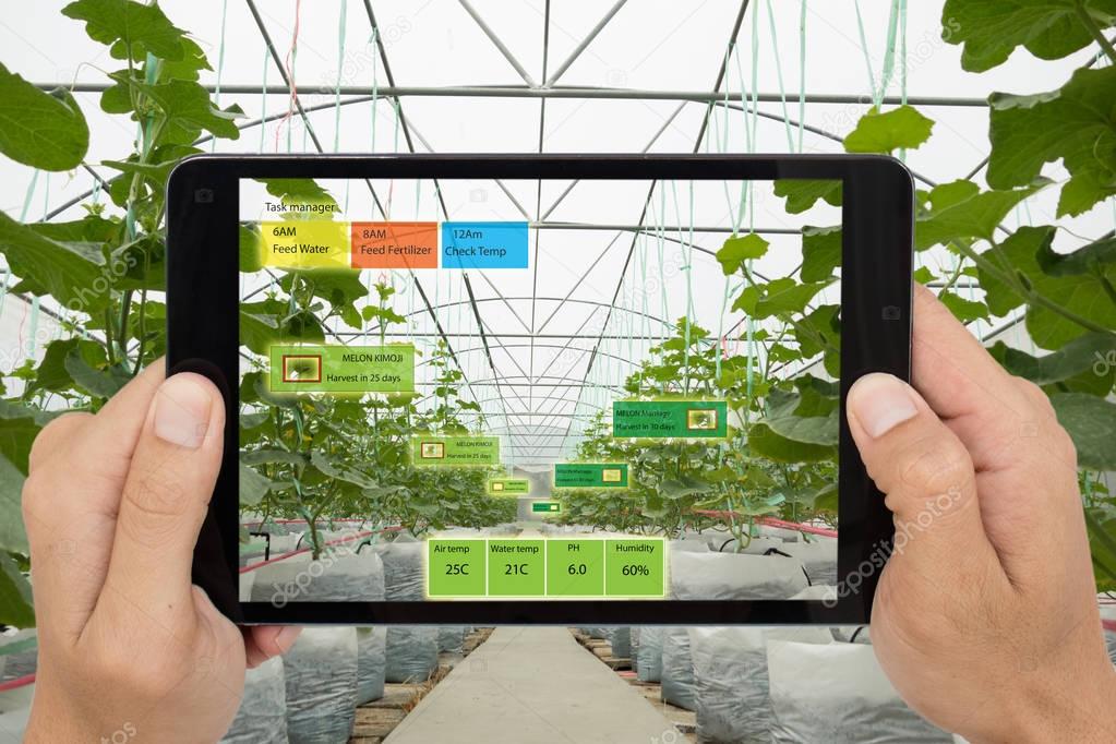 Smart agriculture concept, Agronomist or farmer use Artificial i