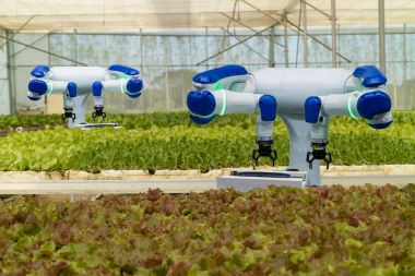 Tarım fütüristik konsept robot akıllı, robot çiftçiler (Otomasyon) programlanan dikey veya kapalı kümedeki artış verimlilik, hasat bir tohum büyüyen iş, süresini azaltmak için