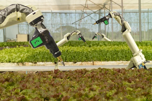 akıllı robot tarımda futuristik konsepti, çiftçiler (Otomasyon) sprey kimyasal, gübre veya artış verimlilik, iş için bir tohum, hasat, büyüyen programlanmış gerekir robot azaltmak zaman