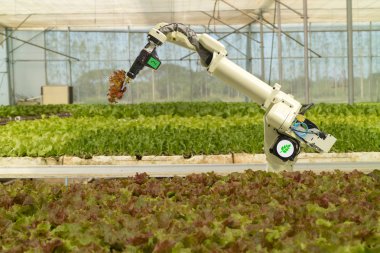 akıllı robot tarımda futuristik konsepti, çiftçiler (Otomasyon) sprey kimyasal, gübre veya artış verimlilik, iş için bir tohum, hasat, büyüyen programlanmış gerekir robot azaltmak zaman