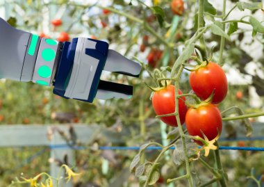 Tarım fütüristik konsept robot akıllı, robot çiftçiler (Otomasyon) programlanan dikey veya kapalı kümedeki artış verimlilik, hasat bir tohum büyüyen iş, süresini azaltmak için