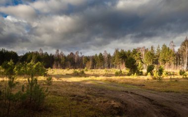 Geç düşmek. Orman yolu. Pskov. Rusya.