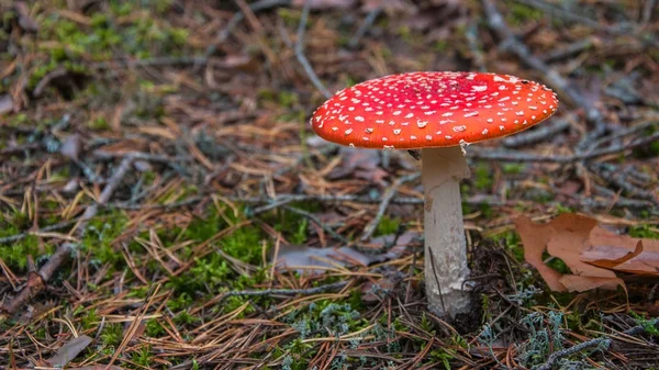 Fläckig Dopping Mushrooms Tallskogen — Stockfoto