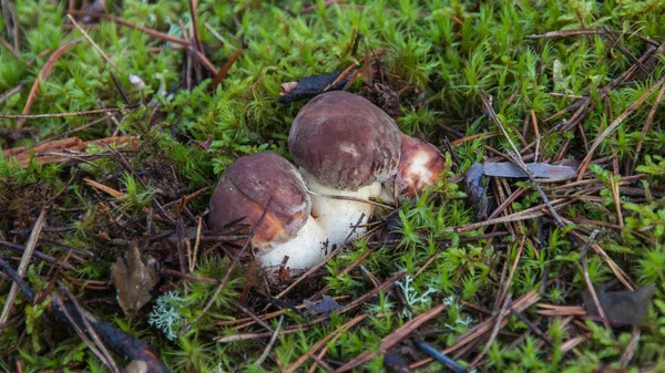 Young White Mushrooms Moss — Stock Photo, Image