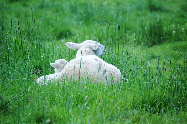 Mutterschaf mit ihrem Lamm