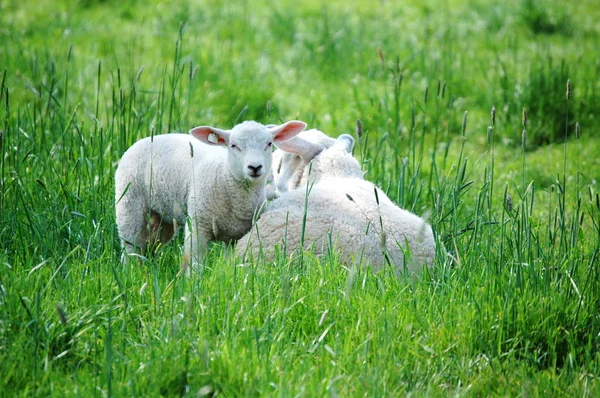 Mutter und Kind — Stockfoto