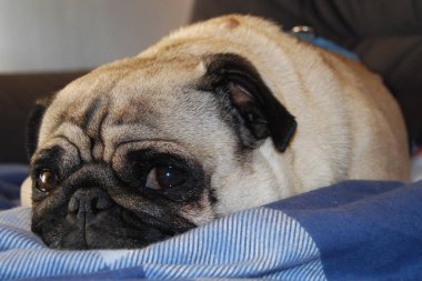 Güzel küçük pug / Almanca: liebenswerter kleiner Mops