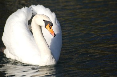 Schwanensee / Swan Lake - Opera: Pjotr Iljitsch Tschaikowski