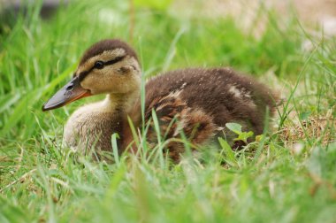 Küçük bir ördek yavrusu / ein kleines Entenkueken