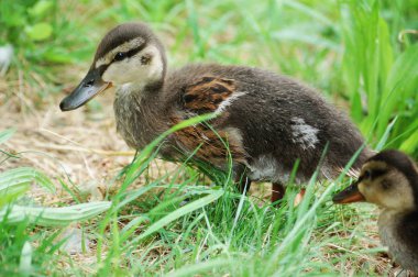Küçük bir ördek yavrusu / ein kleines Entenkueken