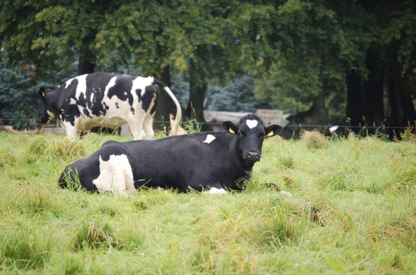 Kuehe und Rinder — Foto de Stock