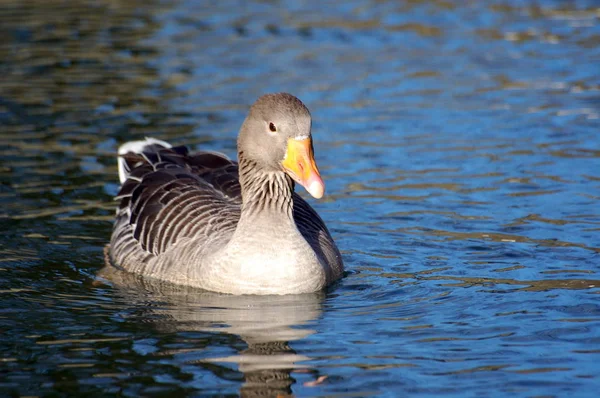 Wild Goose / Немецкий: Wildgans oder auch Graugans — стоковое фото