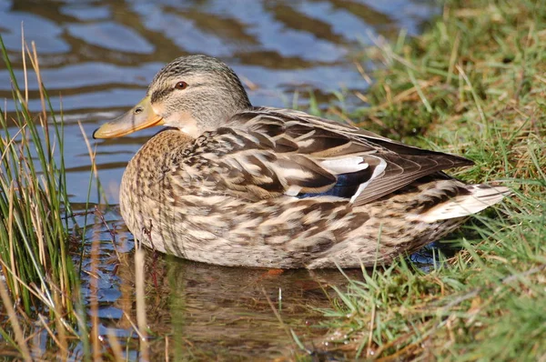 Mallard Duck / Weibliche Stockente — Φωτογραφία Αρχείου