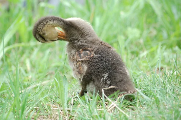 Duckling / Entenkueken (Anas platyrhynchos) — Stock Photo, Image