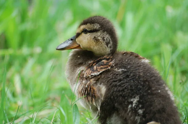 Küçük bir ördek yavrusu / ein kleines Entenkueken