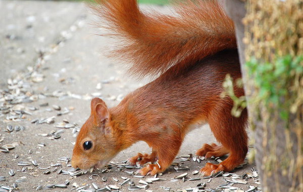Eichhoernchen moegen auch Sonnenblumenkerne
