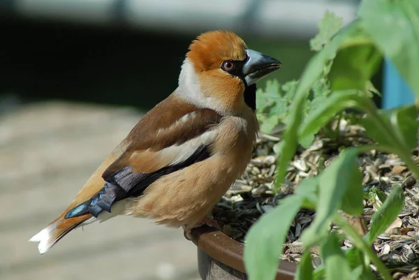Kernbeisser bayağı Kocabaş kocabaş