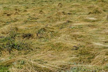 Güneşli bir günde yeşil buğday filizi
