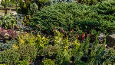 Güzel bir bahçe manzara ile çok farklı bitkilerin