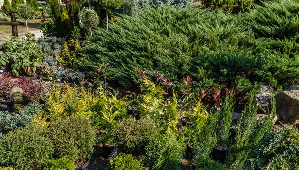 Un bellissimo paesaggio giardino con un sacco di piante diverse — Foto Stock