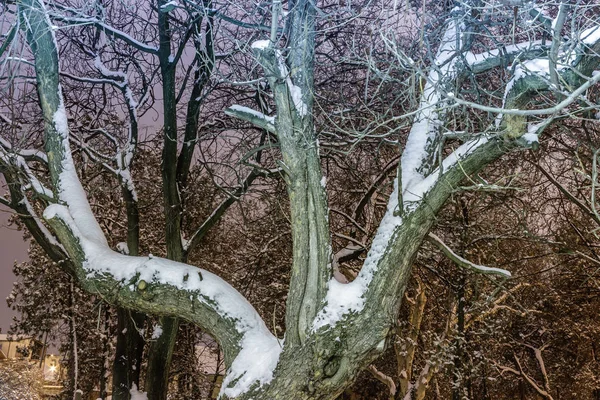 ต้นไม้ใหญ่ปกคลุมด้วยหิมะในเวลากลางคืน — ภาพถ่ายสต็อก
