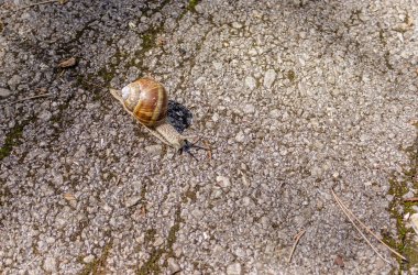 Yolda sürünerek kabuğundaki büyük salyangoz