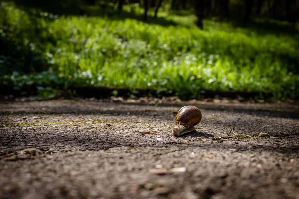 Helix pomatia, caracol jardim, com casca rastejando na estrada; gre — Fotografia de Stock