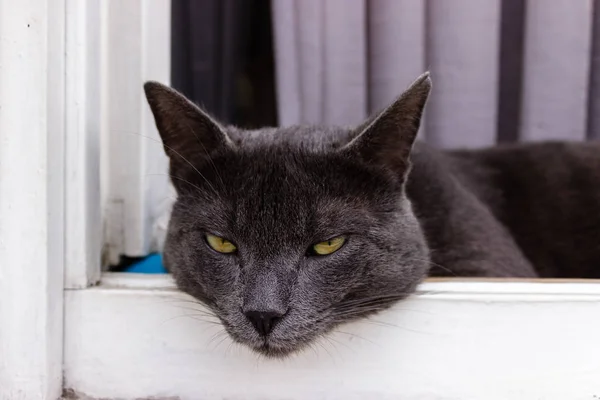 Schöne graue Katze ruht auf einem hölzernen Fensterbrett — Stockfoto